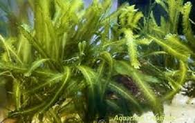 Macro Algae 1