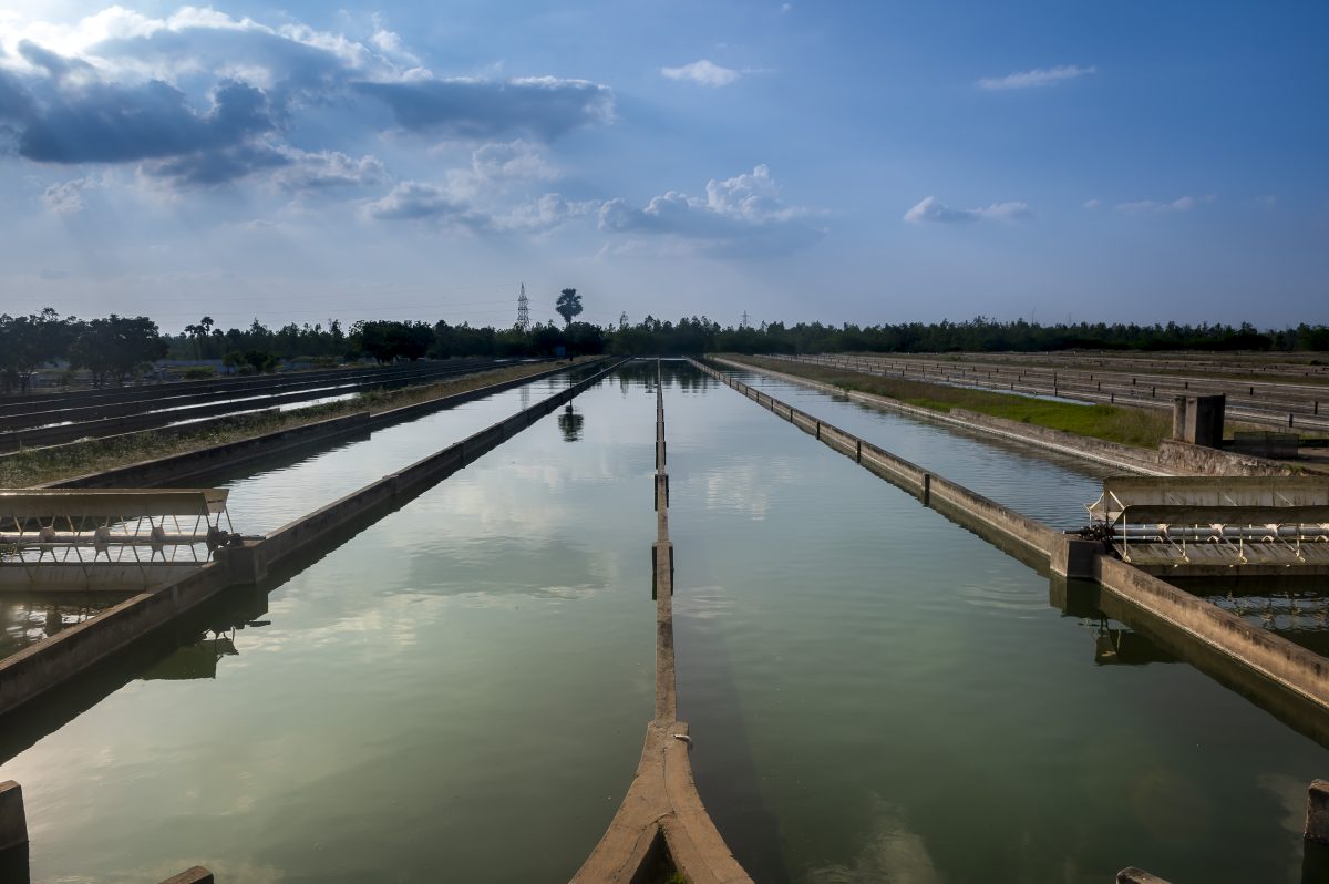 Spirulina as Fish Feed Algavista